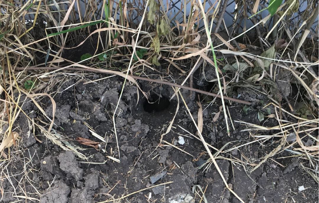 Rat burrow